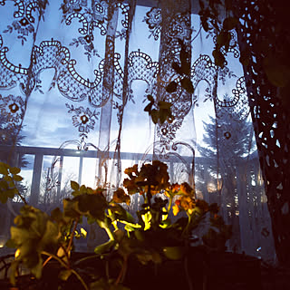 部屋全体/観葉植物/窓辺の風景/こんばんは+*。/夕闇...などのインテリア実例 - 2019-04-11 18:23:27