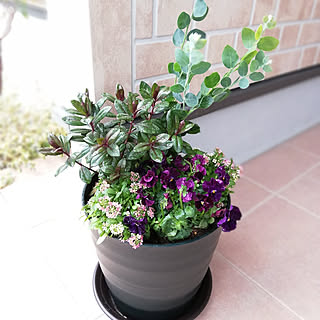 玄関/入り口/寄せ植え♥︎/ちょっと地味かな?(笑)/生け花風/連投見てくれて感謝です❤...などのインテリア実例 - 2020-01-12 12:23:36