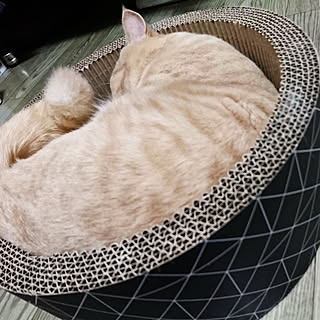 リビング/新商品買ったよ!/猫と暮らす/猫のいる日常/猫のいる暮らし...などのインテリア実例 - 2019-10-15 15:56:05