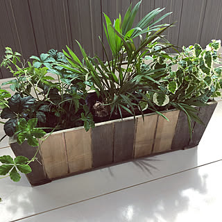 寄せ植え初心者 フィカスプミラのインテリア実例 Roomclip ルームクリップ