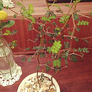 E 花屋さん プランター 植木鉢のおすすめ家具 インテリア 全44件 Roomclip ルームクリップ