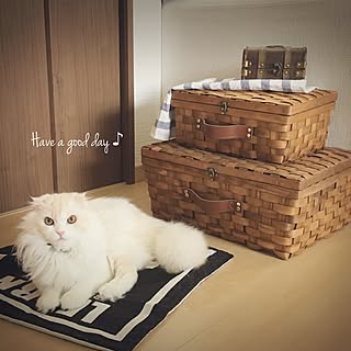リビング/ねこのいる日常/スコティッシュフォールド/サリュ/IKEA...などのインテリア実例 - 2017-04-27 10:09:54
