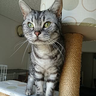 バス/トイレ/ワンコとにゃんこのいる生活/いいね!ありがとうございます♪/アメリカンショートヘアー/ねこ...などのインテリア実例 - 2017-06-18 13:49:39