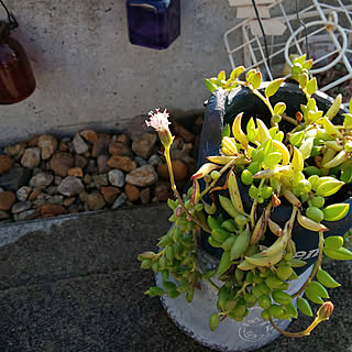 多肉植物 白い花のインテリア実例 Roomclip ルームクリップ