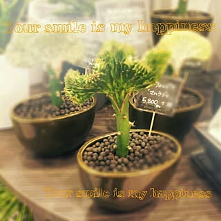 玄関/入り口/お花屋さん/植物/気になる商品/ガーデニング...などのインテリア実例 - 2014-03-22 00:06:37
