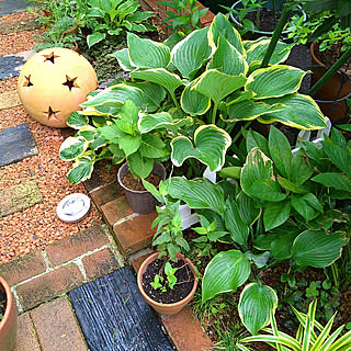 花壇 ヤブランのインテリア実例 Roomclip ルームクリップ