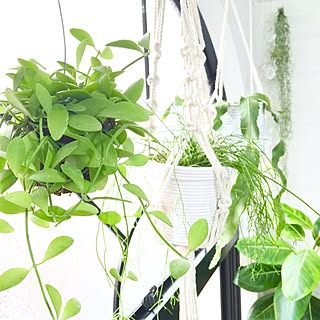 壁/天井/関西好きやねん会/ZOO会♡/NO GREEN NO LIFE/LOVE GREEN!/【植中毒】...などのインテリア実例 - 2015-09-01 09:11:50
