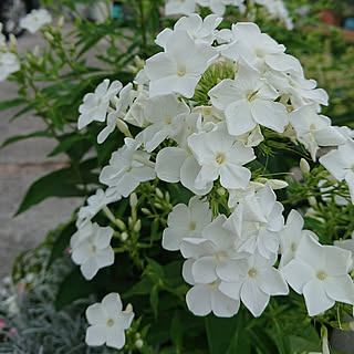 宿根フロックスのインテリア実例 Roomclip ルームクリップ