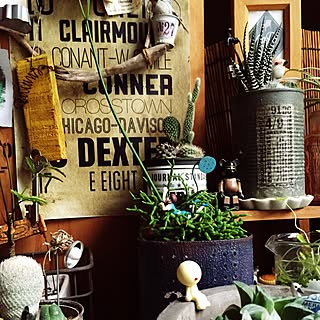 観葉植物 ふちこさんのインテリア実例 Roomclip ルームクリップ