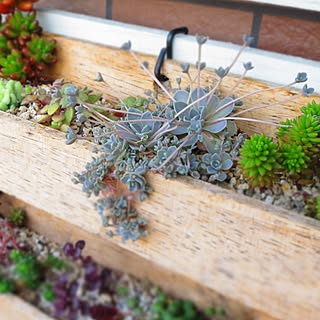 多肉植物/多肉植物 寄せ植え/子持ち蓮華/木製プランター DIY/多肉棚 DIY...などのインテリア実例 - 2017-05-22 06:56:34