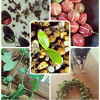 玄関 入り口 オキナワスズメウリの芽のインテリア実例 Roomclip ルームクリップ