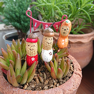 リビング/植物のある暮らし/自己満足( ̄^ ̄)ゞ/狭い狭いベランダで/落花生アート作家...などのインテリア実例 - 2017-10-17 09:01:22