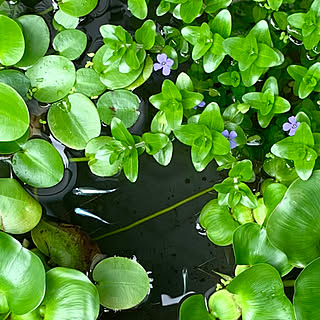 水草 メダカの水槽のインテリア実例 Roomclip ルームクリップ
