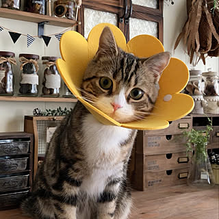 エリザベスカラーのインテリア実例 Roomclip ルームクリップ