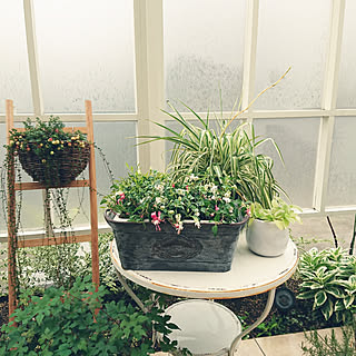 花壇 オリヅルランのインテリア実例 Roomclip ルームクリップ