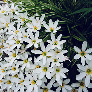 ゼフィランサスのインテリア実例 Roomclip ルームクリップ ゼフィランサスのインテリア実例 Roomclip ルームクリップ