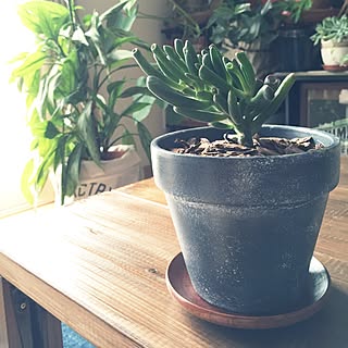 素焼き鉢 植木鉢リメイクのインテリア実例 Roomclip ルームクリップ 素焼き鉢 植木鉢リメイクのインテリア実例 Roomclip ルームクリップ