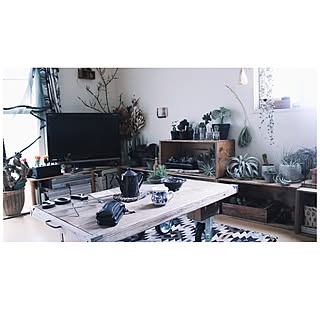部屋全体/NO GREEN NO LIFE/サボテン/植物棚/チランジア...などのインテリア実例 - 2014-11-26 10:41:29