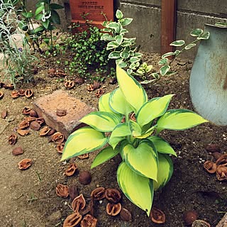 ワイヤープランツ 地植えのインテリア実例 Roomclip ルームクリップ ワイヤープランツ 地植えのインテリア実例 Roomclip ルームクリップ