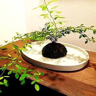 苔玉盆栽のインテリア実例 Roomclip ルームクリップ 苔玉盆栽のインテリア実例 Roomclip ルームクリップ
