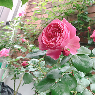 レオナルド ダ ヴィンチのインテリア実例 Roomclip ルームクリップ