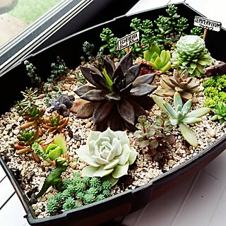 棚/植物/日替わり投稿企画!木曜日/多肉初心者/多肉植物増やすぞ!...などのインテリア実例 - 2017-06-29 16:52:32