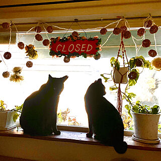 猫と暮らす/黒猫/ねこのいる風景/庭の見える窓/保護猫...などのインテリア実例 - 2022-02-24 21:24:02