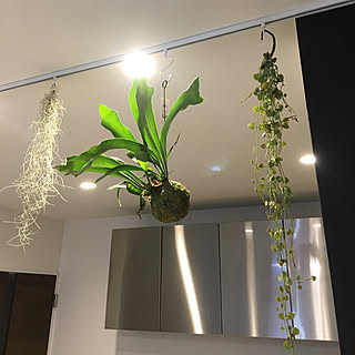 観葉植物 ピクチャーレールのおしゃれなアレンジ 飾り方のインテリア実例 Roomclip ルームクリップ 観葉植物 ピクチャーレールのおしゃれなアレンジ 飾り方のインテリア実例 Roomclip ルームクリップ