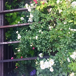 薔薇 ジャスミーナのおしゃれなアレンジ 飾り方のインテリア実例 Roomclip ルームクリップ