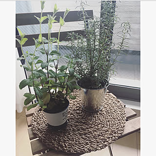 観葉植物 スペアミントのインテリア実例 Roomclip ルームクリップ