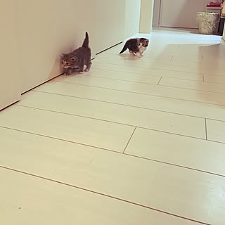 部屋全体/癒されtime♡/みなさまに感謝する日々/皆さんのお陰で毎日Happy!/夜の遊びタイム終わり〜...などのインテリア実例 - 2017-06-20 20:14:02