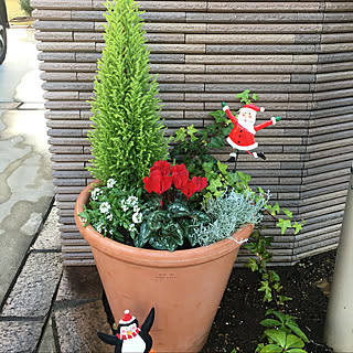 ガーデンシクラメン コニファー寄せ植えのインテリア実例 Roomclip ルームクリップ