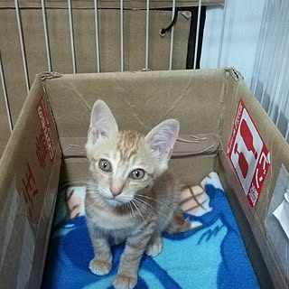 茶虎/ねこのいる日常のインテリア実例 - 2017-06-23 21:17:51