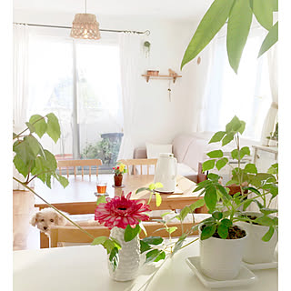 トイプードル/いぬと暮らす/シンプルインテリア/ナチュラル/植物のある暮らし...などのインテリア実例 - 2020-02-23 17:44:10