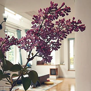 シンボルツリー ライラックのインテリア実例 Roomclip ルームクリップ シンボルツリー ライラックのインテリア実例 Roomclip ルームクリップ