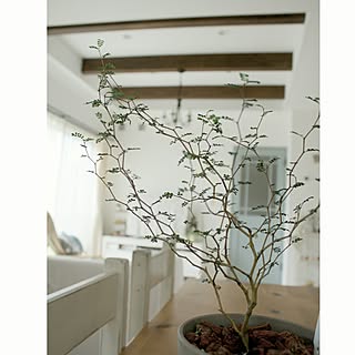 ソフォラ ミクロフィラ リトルベイビー 植物のある暮らしのインテリア実例 Roomclip ルームクリップ ソフォラ ミクロフィラ リトルベイビー 植物のある暮らしのインテリア実例 Roomclip ルームクリップ