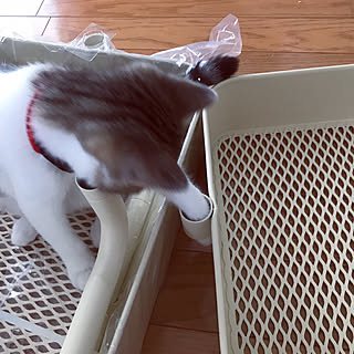 リビング/山善さんありがとうございます/yamazen/猫ちゃん用/バスケットトローリー当選♡...などのインテリア実例 - 2017-08-26 13:22:39