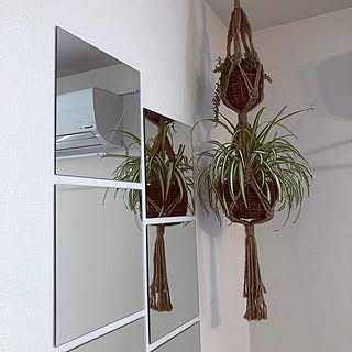 ダイソー 吊るす植物のインテリア実例 Roomclip ルームクリップ