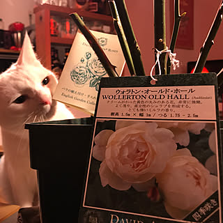 玄関/入り口/THE ROSE SHOP/記念のバラ/里山/庭...などのインテリア実例 - 2018-03-20 19:23:03