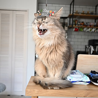 ソマリブルーのインテリア実例 Roomclip ルームクリップ