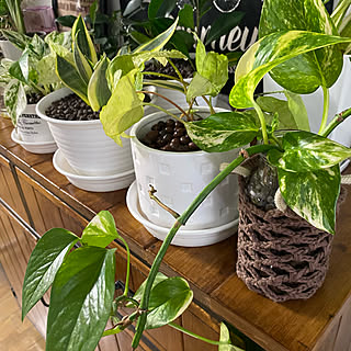 ゴールデンポトスのインテリア実例 Roomclip ルームクリップ