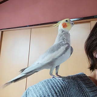 ベッド周り オカメインコと暮らすのインテリア実例 Roomclip ルームクリップ ベッド周り オカメインコと暮らすのインテリア実例 Roomclip ルームクリップ
