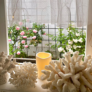小窓の棚diy/リビングの小窓/IKEA LEDキャンドル/珊瑚/花のある暮らし...などのインテリア実例 - 2022-05-19 09:51:50
