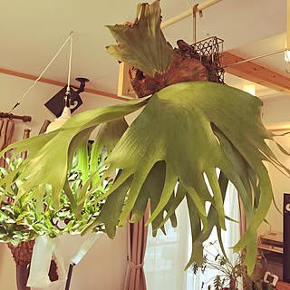 部屋全体/ビカクシダ/コウモリラン/platycerium/NO GREEN NO LIFE...などのインテリア実例 - 2017-06-15 18:28:13