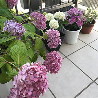 玄関/入り口/玄関アプローチ/紫陽花バカ♥/可愛いのも好き♡/いいね、フォロー本当に感謝です♡...などのインテリア実例 - 2018-06-12 13:30:43
