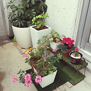 鉢植え アイビー ヘデラ のおしゃれなアレンジ 飾り方のインテリア実例 Roomclip ルームクリップ