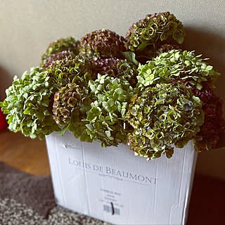 アナベル おたふく紫陽花のインテリア実例 Roomclip ルームクリップ アナベル おたふく紫陽花のインテリア実例 Roomclip ルームクリップ