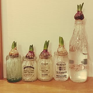 セリア ヒヤシンス水栽培のインテリア実例 Roomclip ルームクリップ