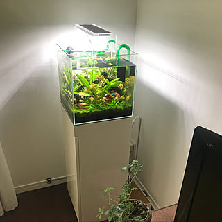 水草水槽 ハニードワーフグラミーのインテリア実例 Roomclip ルームクリップ