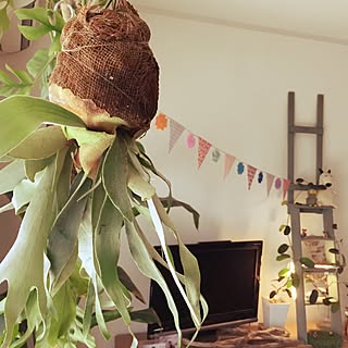 ビカクシダ ビカクシダ ビーチーのインテリア実例 Roomclip ルームクリップ ビカクシダ ビカクシダ ビーチーのインテリア実例 Roomclip ルームクリップ